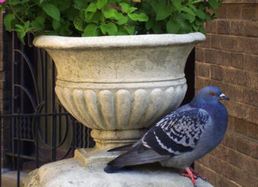 Pigeon at 533 533 Diversey Parkway